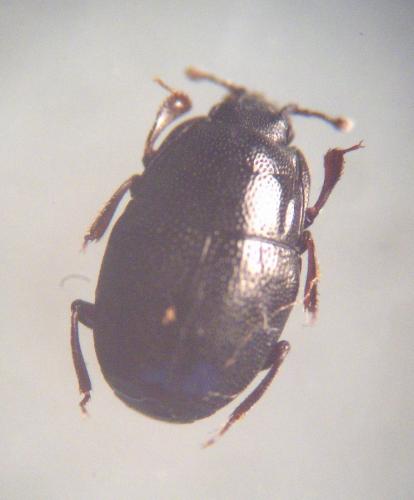 Plegaderus saucius