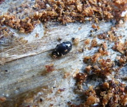Plegaderus saucius