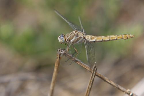 Réf. 48 808 : Orthetrum brunneum