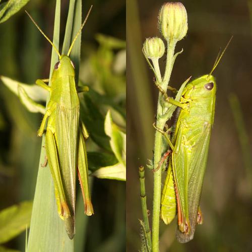 Réf. 48 851 : Chorthippus jucundus