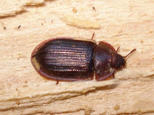 Réf. 48 905 : Peltis ferruginea