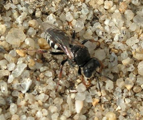 Oxybelus sp.