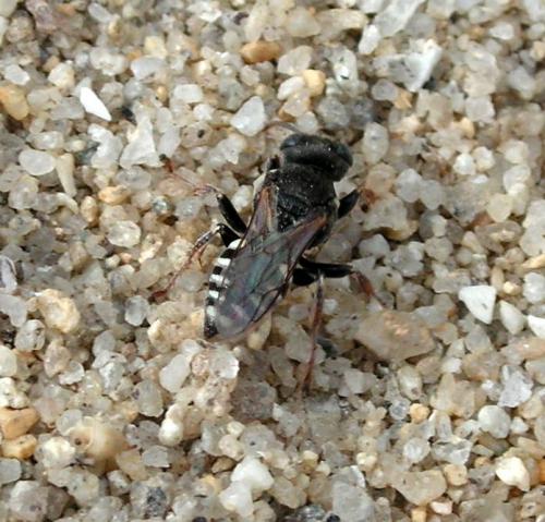 Oxybelus sp.
