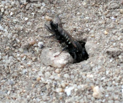 Oxybelus sp.