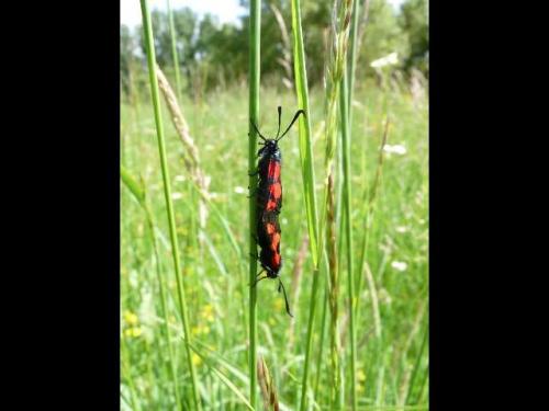Zygaena trifolii