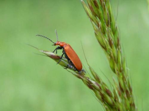 Pyrochroa serraticornis