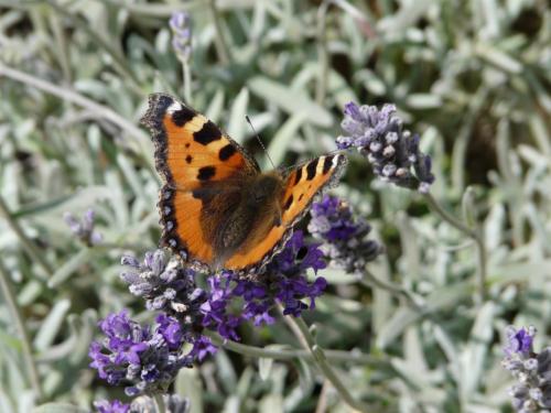 Réf. 48 574 : Aglais urticae