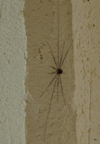 Dicranopalpus ramosus