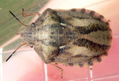 Eurygaster testudinaria