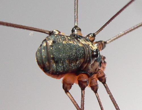 Réf. 48 054 : Leiobunum sp-a