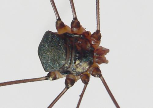 Réf. 48 056 : Leiobunum sp-a