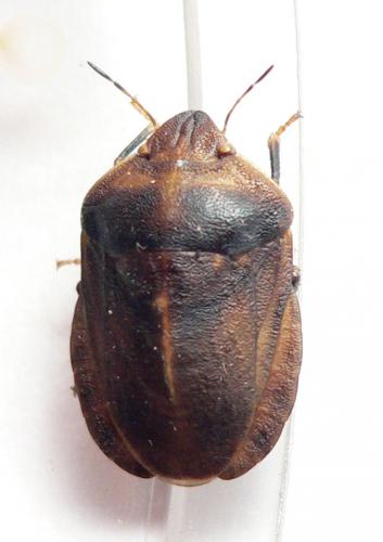 Eurygaster austriaca