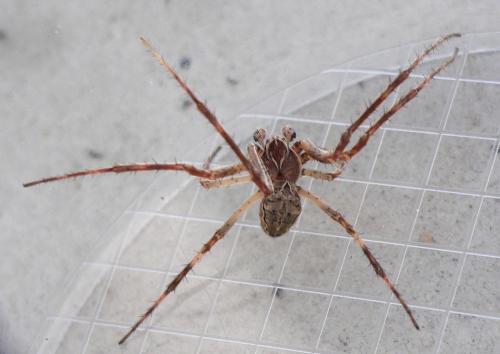 Réf. 48 454 : Larinioides sclopetarius