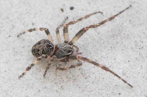 Réf. 48 453 : Larinioides sclopetarius