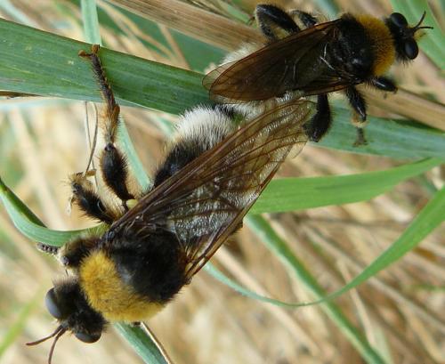 Laphria bomboides