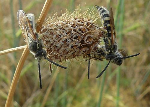 Colpa sexmaculata