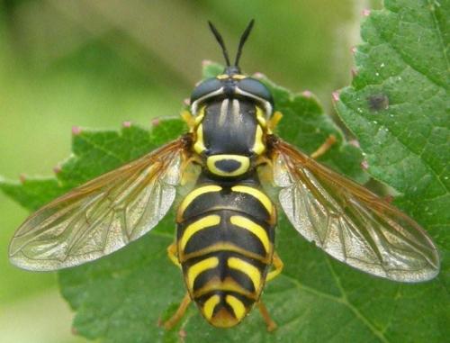 Chrysotoxum sp.