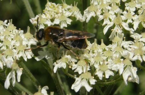 Stratiomys longicornis