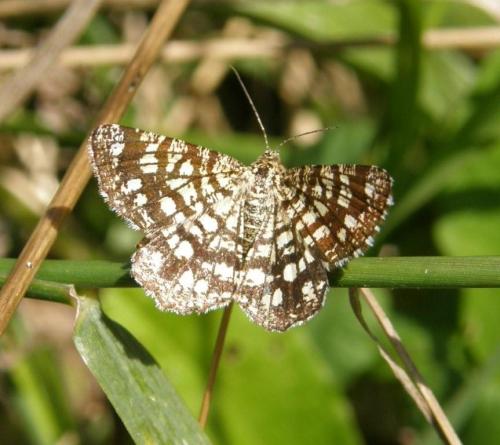 Réf. 48 364 : Chiasmia clathrata