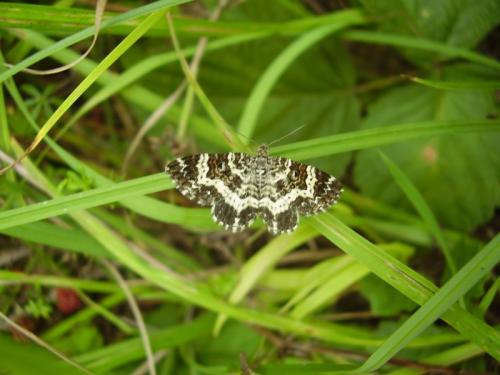Réf. 48 614 : Epirrhoe tristata