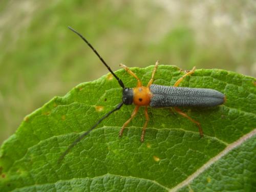 Réf. 48 811 : Oberea oculata