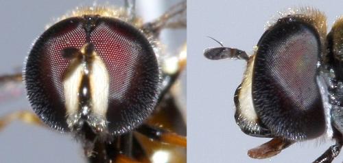 Paragus haemorrhous