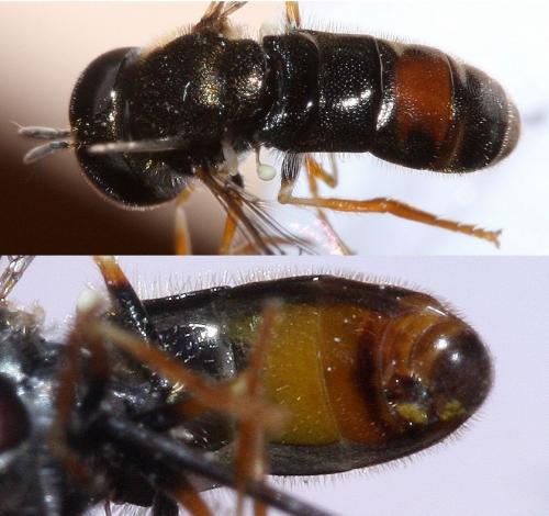 Réf. 48 243 : Paragus sp.