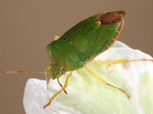 Palomena prasina