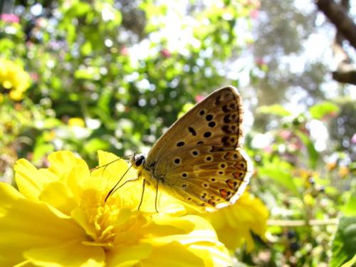 Réf. 48 921 : Polyommatus sp.