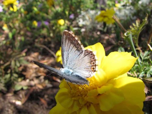 Réf. 48 922 : Polyommatus sp.