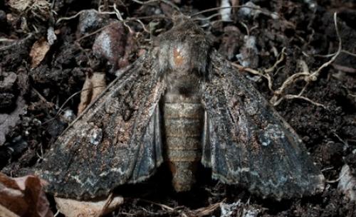 Réf. 48 333 : Mamestra brassicae
