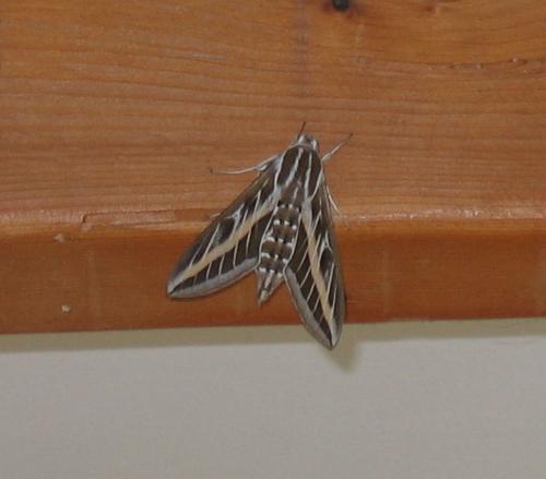 Hyles livornica