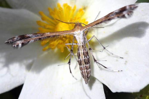 Réf. 48 559 : Stangeia siceliota