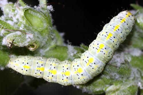 Réf. 48 406 : Cucullia lanceolata