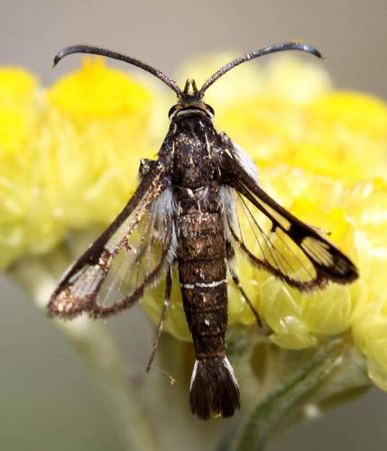Réf. 48 743 : Pyropteron affinis