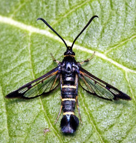 Réf. 48 744 : Synanthedon spuleri