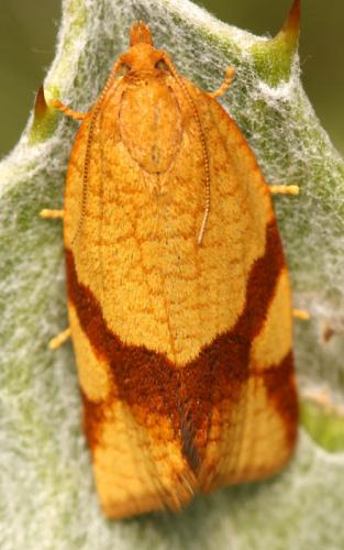 Réf. 48 745 : Aphelia ferugana