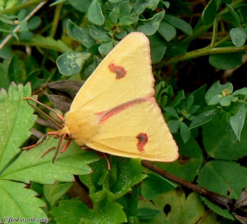 Diacrisia sannio