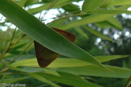 Diacrisia sannio