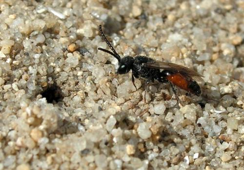 Réf. 48 285 : Sphecodes sp.
