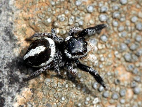 Réf. 48 611 : Pellenes geniculatus