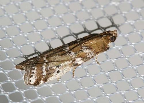 Delplanqueia sp.