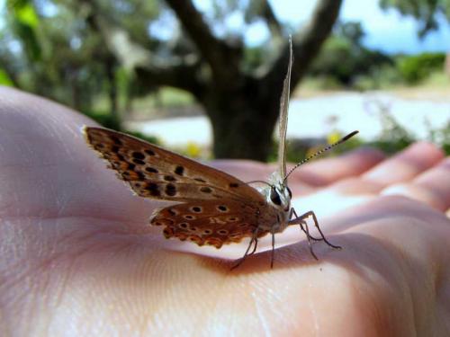 Réf. 48 855 : Polyommatus sp.