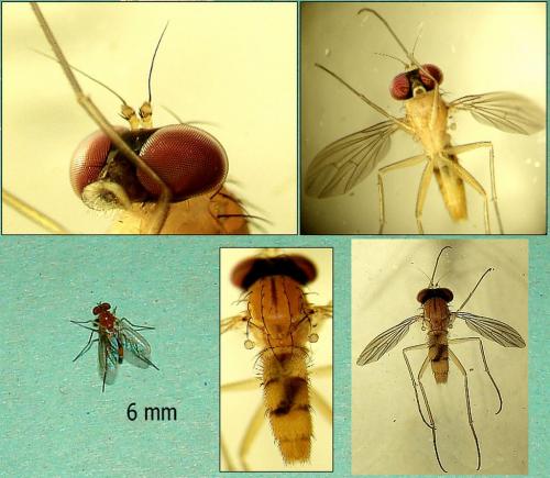 Sciapus sp.