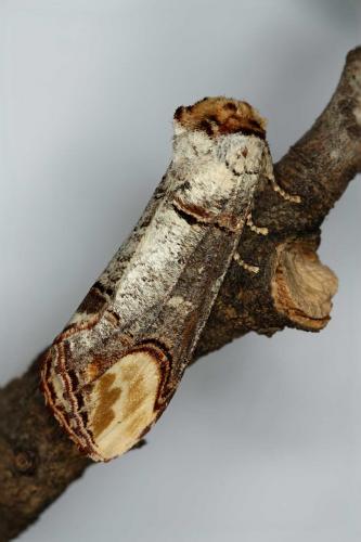 Phalera bucephala