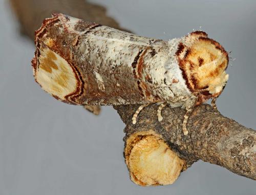 Phalera bucephala