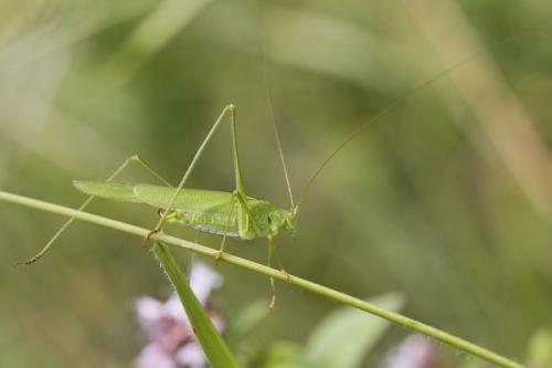 Réf. 48 312 : Phaneroptera falcata
