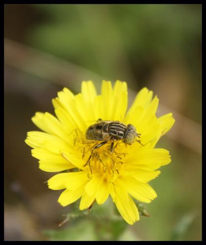 Eristalinus sepulchralis