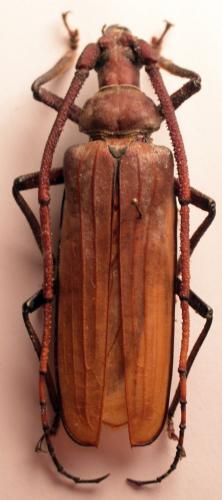 Aegosoma giganteum