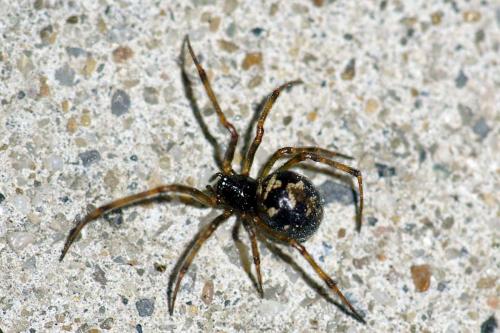 Réf. 48 613 : Steatoda triangulosa